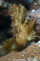 Leaf scorpionfish by Todd Moseley 